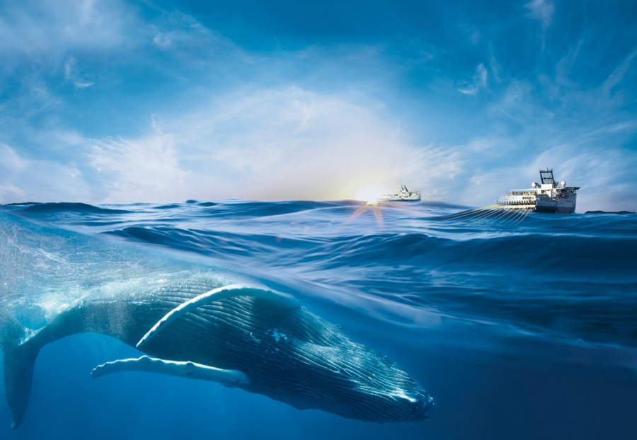 whales underwater with boat far away